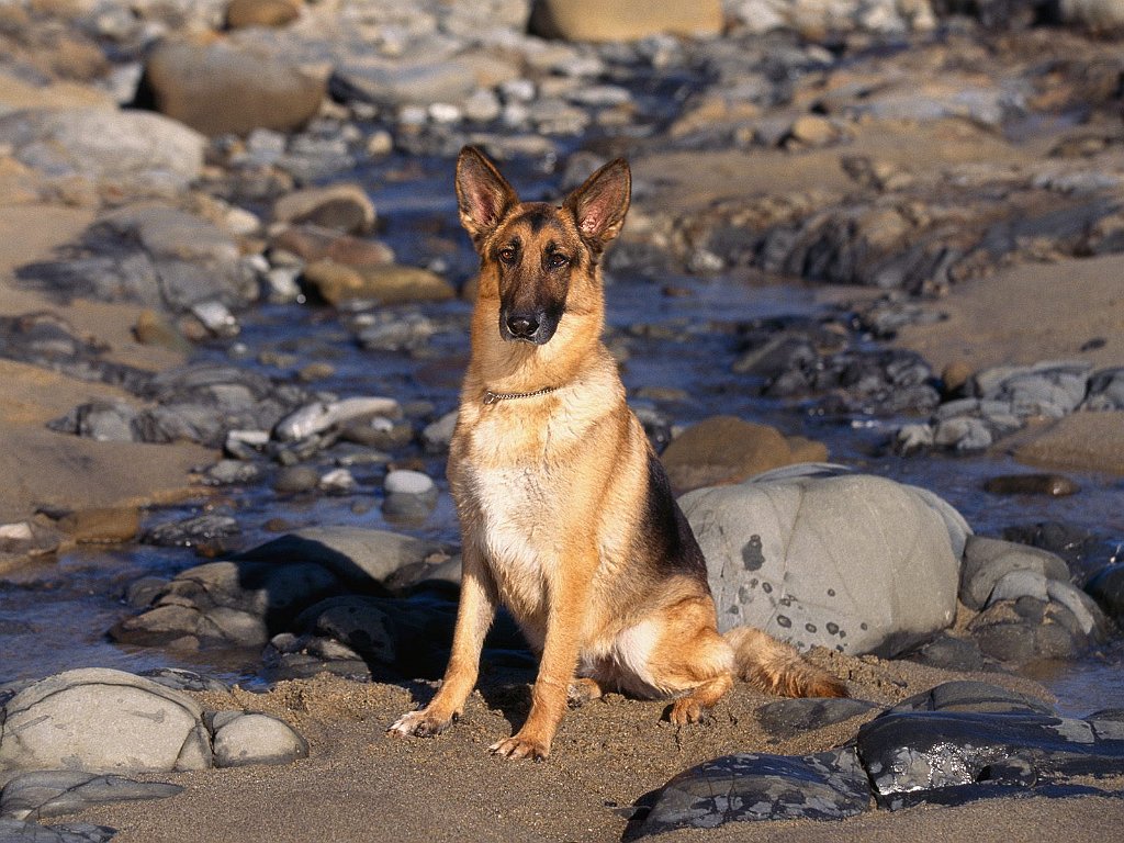 Shoreline Sentinel, German Shepherd